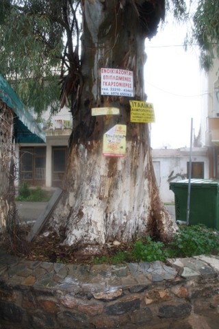 Τα δεντράκια έγιναν αφισοκολλητήριο!
