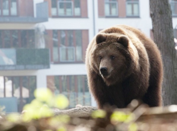 Άγρια ζωή εντός των τειχών