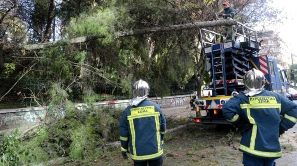 ΣΤΕΡΕΑ ΕΛΛΑΔΑ: Πέφτουν δένδρα λόγω της κακοκαιρίας - 24 κλήσεις στην Πυροσβεστική Υπηρεσία για κοπές δένδρων