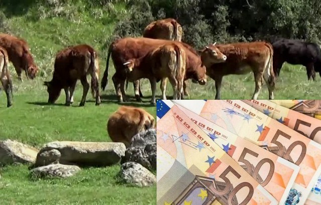 Ξεκίνησε η πληρωμή των 3,2 εκατ. ευρώ σε 660 δικαιούχους για τις σπάνιες φυλές αγροτικών ζώων