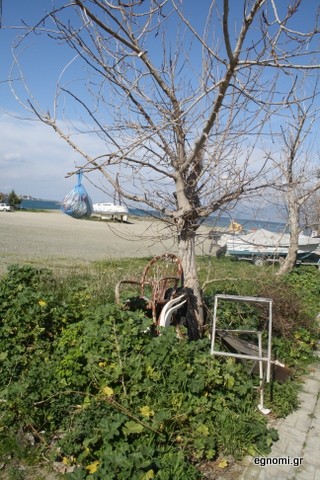 Το δένδρο της βρωμιάς