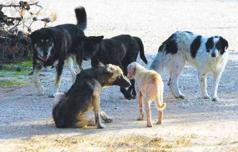 Πίστωση 1.300.000 ευρώ στους Δήμους για να λύσουν το πρόβλημα με τα αδέσποτα