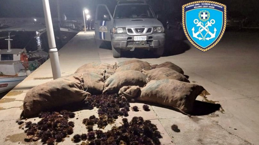 ΠΗΛΙ ΕΥΒΟΙΑΣ: Δύο Έλληνες είχαν ψαρέψει παράνομα 5.000 αχινούς με ερασιτεχνικό σκάφος