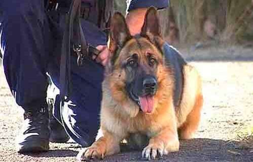 Ο σκύλος συνέλαβε 40χρονο στη Λαμία