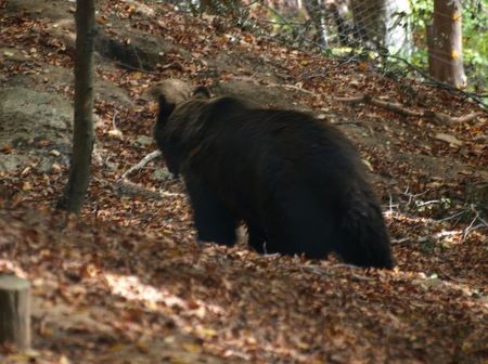 Οι αρκούδες ξύπνησαν, ήρθε η άνοιξη!