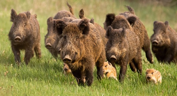 ΕΥΒΟΙΑ: Τεράστια πληγή τα αγριογούρουνα για τους αγρότες - Θέτουν σε κίνδυνο και ανθρώπινες ζωές