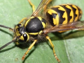 Τον τσίμπησε σφήκα και πέθανε!