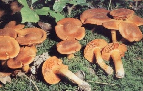 ΠΡΟΣΟΧΗ: Πόσα μανιτάρια επιτρέπεται να μαζεύουμε την ημέρα από τα δάση της Εύβοιας