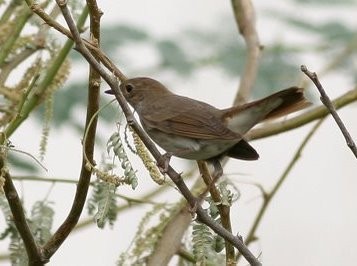 Άκουσαν τα αηδόνια να κελαϊδούν