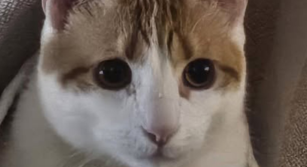 ΧΑΛΚΙΔΑ: Θλίψη για την απώλεια του Σίμπυ