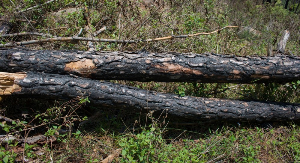Δέντρο πλάκωσε εργάτη στο Σπαθάρι Εύβοιας