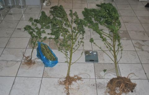 Νέα επιτυχία του σκύλου της Αστυνομίας