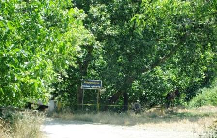 Στα Θαρρούνια την Κυριακή των Βαΐων