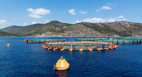 Καμπανάκι κινδύνου για τον Βόρειο Ευβοϊκό Κόλπο- Κινδυνεύει από τις ιχθυοκαλλιέργειες