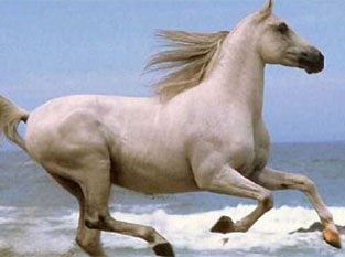 Το άλογο πηγαίνει στον φούρναρη