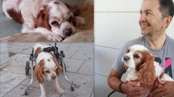 ΧΑΛΚΙΔΑ: Τεράστια θλίψη στην οικογένεια του Κώστα Ρουσόπουλου για την απώλεια της σκυλίτσας τους