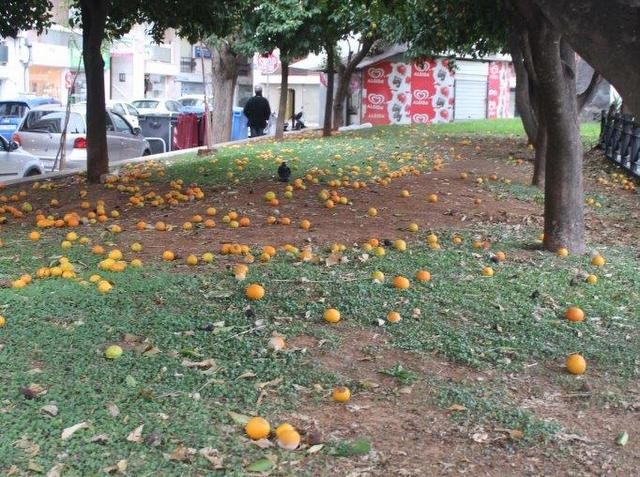 ΧΑΛΚΙΔΑ: Γέμισε ο τόπος νεράντζια στην πλατεία Αγίου Νικολάου