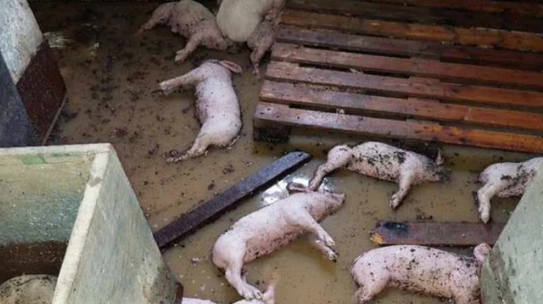 ΣΤΕΡΕΑ ΕΛΛΑΔΑ: Ετήσιο ανταποδοτικό τέλος κτηνοτρόφων για το πρόγραμμα νεκρών ζώων