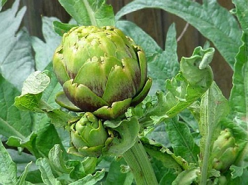 Σήκωσαν 300 κιλά αγκινάρες!