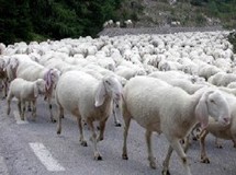 Tούρκεψαν τα αρνιά