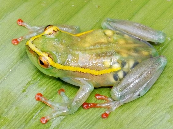 Βρήκαν ξανά διαφανή βάτραχο