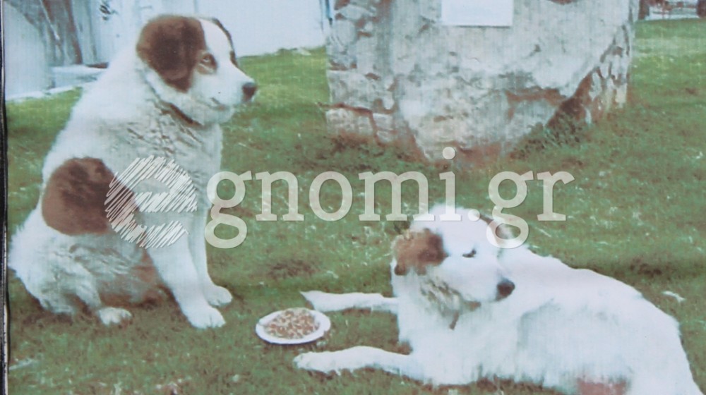 ΧΑΛΚΙΔΑ ΑΓΙΟΣ ΙΩΑΝΝΗΣ: Πέθανε και το δεύτερο σκυλάκι - Φόρος τιμής από τη γειτονιά