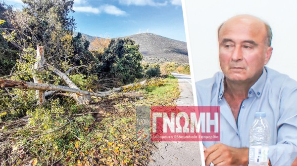 ΖΑΡΑΚΕΣ ΔΥΣΤΙΩΝ: Έκοψαν 10 ευκάλυπτους για χατίρι φορτηγατζήδων