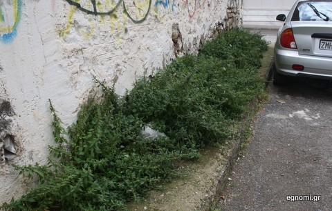 Αδιάβατα τα πεζοδρόμια από τα χορτάρια