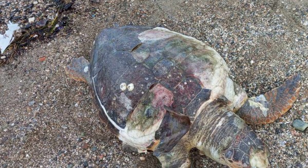 ΧΑΛΚΙΔΑ: Τραυματισμένη χελώνα στη Σουβάλα