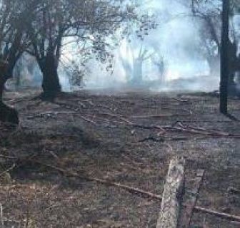 ΣΤΥΡΑ: Η φωτιά έκαψε έξι στρέμματα δασικής έκτασης