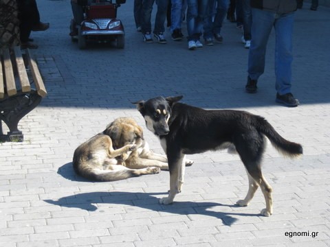 Πασαρέλα για σκύλους