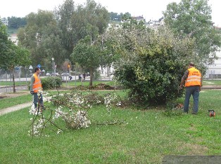Αναβλήθηκε το κλάδεμα των δένδρων στη Χαλκίδα