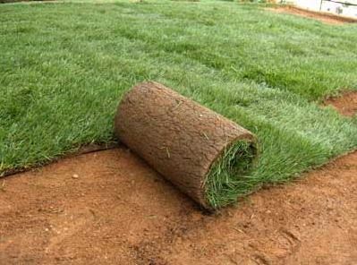 Τάπητες παντού!