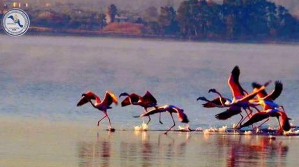 ΛΑΜΨΑΚΟΣ ΧΑΛΚΙΔΑΣ: Ήρθαν και φέτος τα φλαμίνγκο στις Αλυκές Κοπανά (VIDEO)