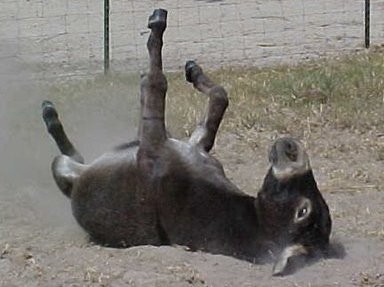 Η τέλεια συναλλαγή