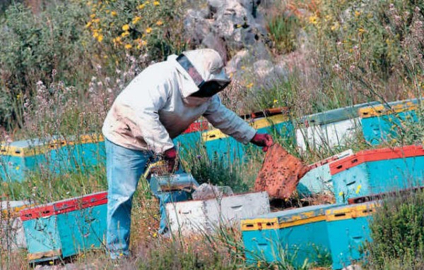 Δώδεκα εκατομμύρια ευρώ οικονομική ενίσχυση σε μελισσοκόμους