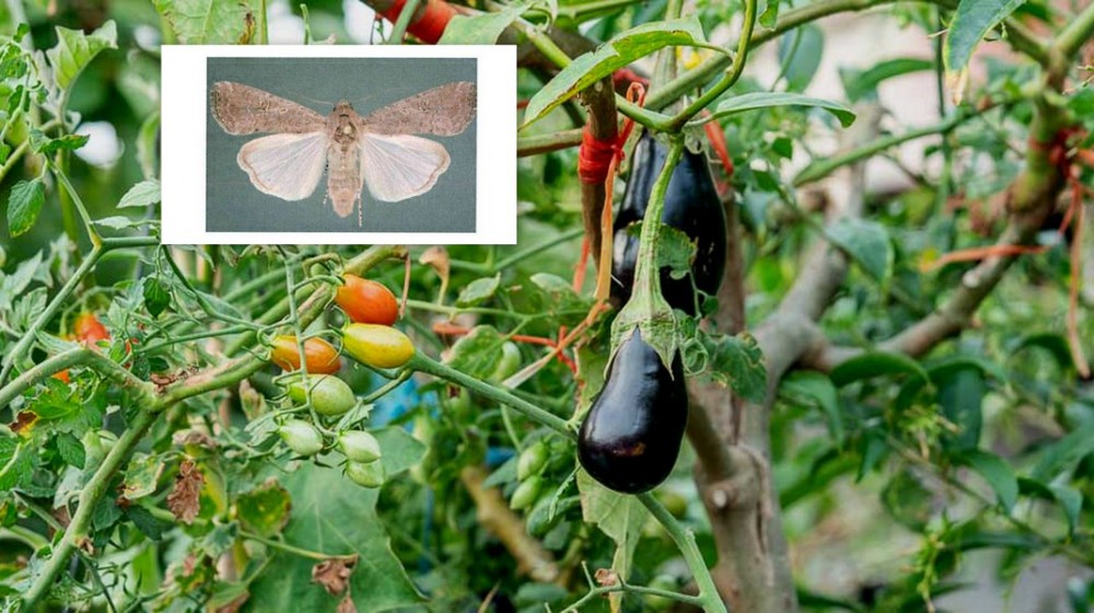 ΕΥΒΟΙΑ: Επιβλαβές έντομο απειλεί τις καλλιέργειες πιπεριάς, μελιτζάνας και άλλες