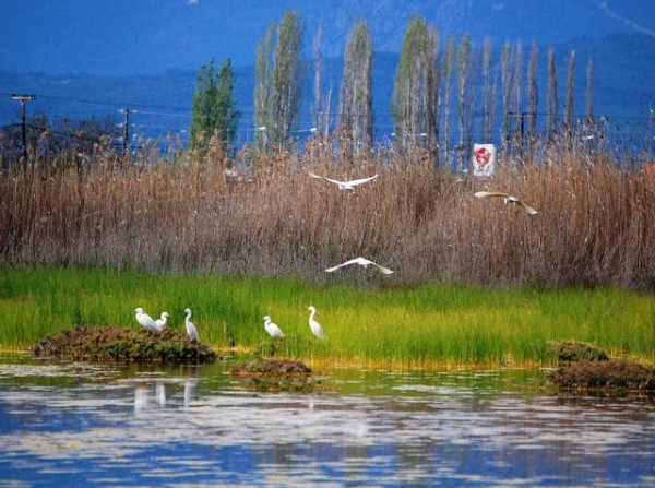 Μαζεύουν υπογραφές για την διάσωση του Κολοβρέχτη από τα φωτοβολταϊκά