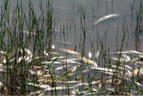 Νεκρά ψάρια και χέλια στον Σχινιά