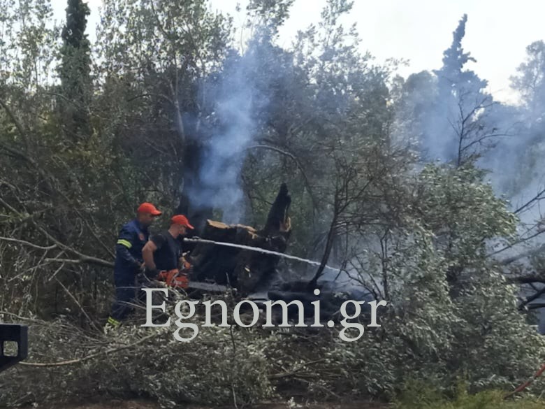 Φωτιά στα Δύο Δέντρα Χαλκίδας