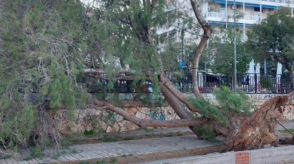 ΧΑΛΚΙΔΑ: Έπεσε δέντρο και στο παραλιακό κρηπίδωμα