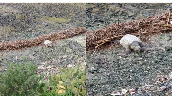 ΧΑΛΚΙΔΑ: Ξεβράστηκε νεκρή χελώνα στην περιοχή του Φάρου Κακοκεφαλής