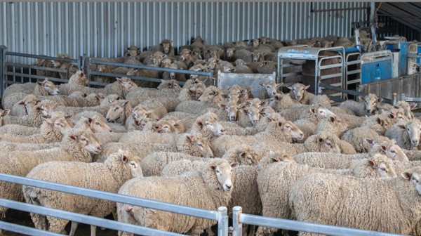 ΡΟΒΙΕΣ ΕΥΒΟΙΑΣ: Κρούσματα ευλογιάς σε δύο κοπάδια αιγοπροβάτων