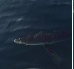 ΑΜΑΡΥΝΘΟΣ: Καρχαρίας δίπλα σε βάρκες