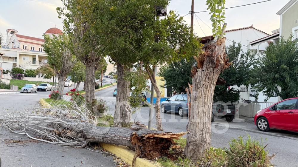 ΚΑΝΗΘΟΣ: Λεύκα έσπασε στη μέση και έπεσε στο οδόστρωμα (PHOTOS)