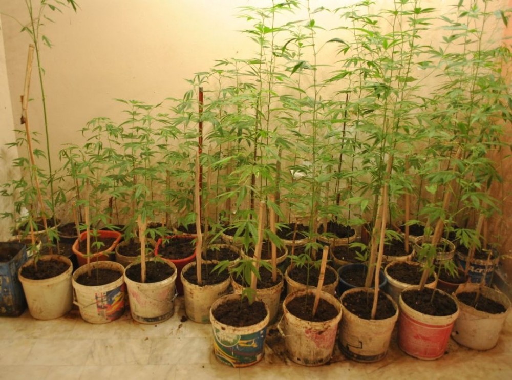 Επιάσαν ...θερμοκήπιο κάνναβης στη Λαμία