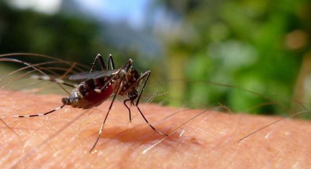 ΙΟΣ ΔΥΤΙΚΟΥ ΝΕΙΛΟΥ: Πρώτο κρούσμα στην Εύβοια