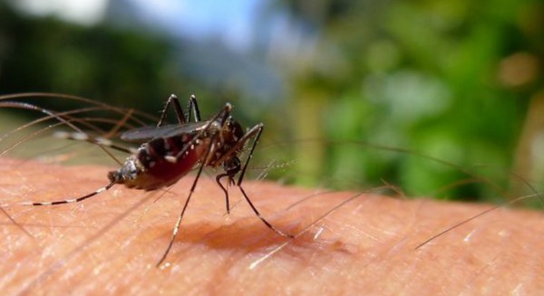 ΙΟΣ ΔΥΤΙΚΟΥ ΝΕΙΛΟΥ: Πρώτο κρούσμα στην Εύβοια