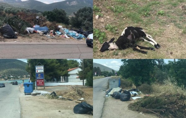 ΕΛΕΟΣ: Απίστευτος σκουπιδότοπος στο δρόμο Δροσιάς-Λουκισίων