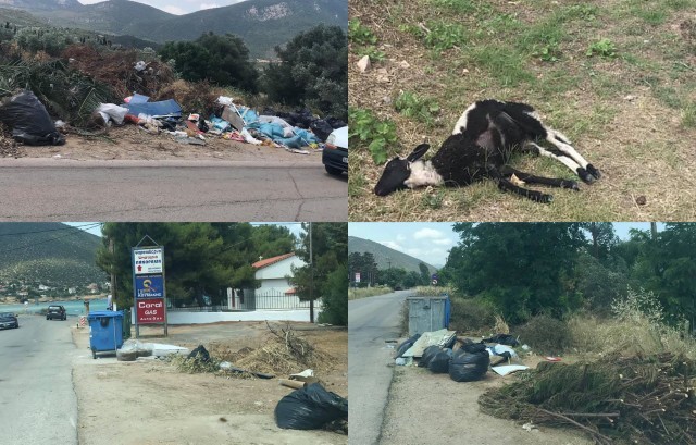 ΕΛΕΟΣ: Απίστευτος σκουπιδότοπος στο δρόμο Δροσιάς-Λουκισίων